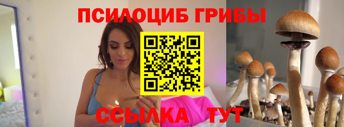 Псилоцибиновые грибы Cubensis Кизляр
